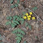 Lomatium martindalei ᱛᱟᱦᱮᱸ