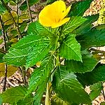 Turnera ulmifolia Flower