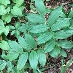 Maianthemum racemosum Frucht