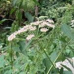 Angelica sylvestrisFlower