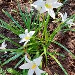 Zephyranthes carinata 花