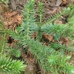 Araucaria angustifolia Hoja