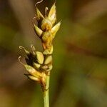 Carex heleonastes फल