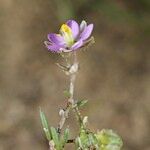 Spergularia echinosperma Anders