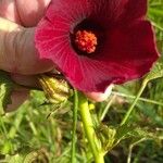 Hibiscus acetosella Flor