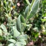 Solidago rigida Folla