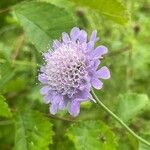 Scabiosa columbaria Цветок