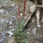 Penstemon eatonii Цвят