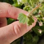 Veronica cymbalaria Leaf