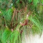 Pinus canariensis Muu