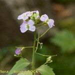 Arabidopsis cebennensis Mosusu