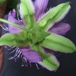 Passiflora menispermifolia Flor