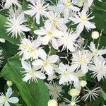 Clematis virginiana Flor