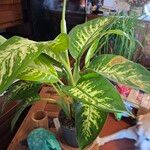 Dieffenbachia seguineHoja