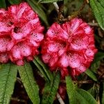 Rhododendron kendrickii Flower