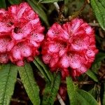 Rhododendron kendrickii Flor