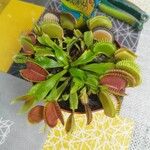 Dionaea muscipula Folla