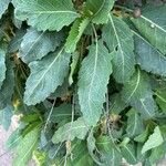 Brassica insularis Leaf