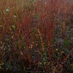 Rumex bucephalophorus 叶