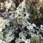 Helichrysum petiolare Habit