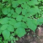 Aralia racemosa Levél