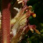 Orobanche gracilis Flor
