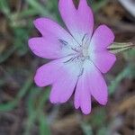 Eudianthe coeli-rosa Flower