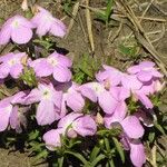 Cycnium tubulosum Flower