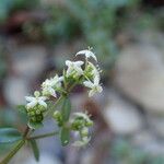 Galium mollugo Blüte