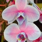 Phalaenopsis amabilis Flor