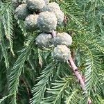 Taxodium distichumFruit