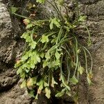 Asplenium seelosii Агульны выгляд