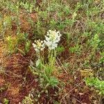 Platanthera blephariglottis Blomst