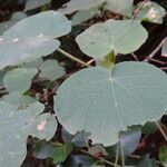 Dombeya burgessiae 葉