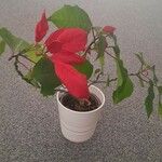 Euphorbia pulcherrima Ліст