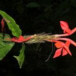 Aphelandra aurantiaca Цвят