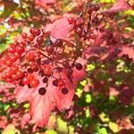 Viburnum trilobumFroito