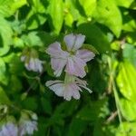 Saponaria officinalis Fula