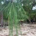 Casuarina equisetifoliaLeaf