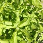 Stevia rebaudianaFolla