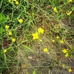 Diplotaxis tenuifolia Habit