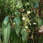 Hydrangea seemannii Flor