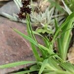 Juncus ensifolius Foglia