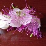Capparis spinosa Floare