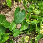 Pentarrhinum insipidum Blatt