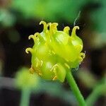 Ranunculus auricomus Fruit