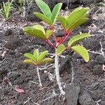 Cunonia macrophylla Συνήθη χαρακτηριστικά