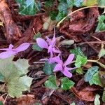 Cyclamen purpurascens花