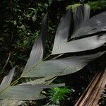 Sclerosperma mannii Blatt