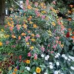 Lantana camaraപുഷ്പം